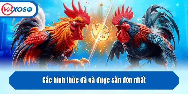 Các hình thức đá gà được săn đón nhất