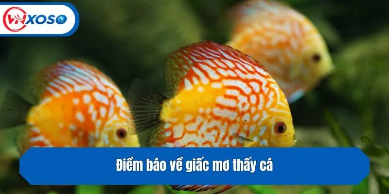 Điềm báo về giấc mơ thấy cá