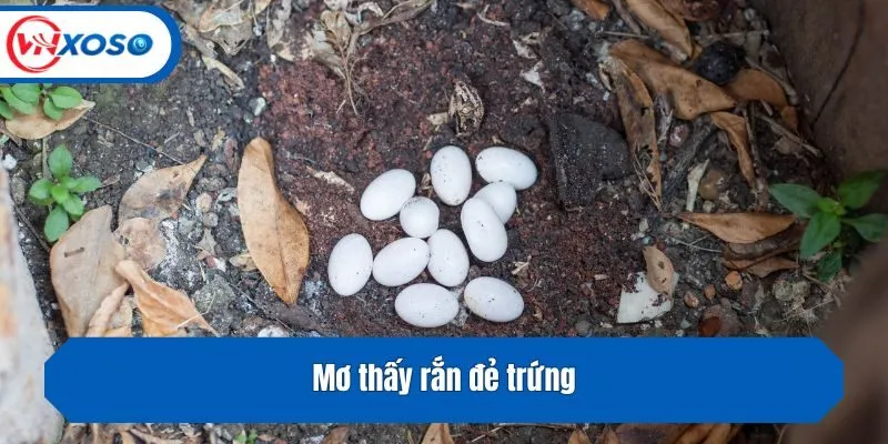 Mơ thấy rắn đẻ trứng